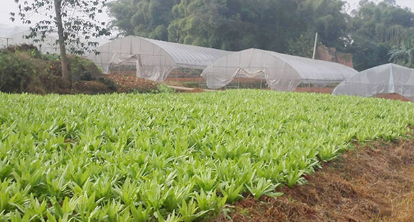 重慶農(nóng)家樂_重慶家禽配送_重慶蔬菜配送_重慶小龍蝦垂釣